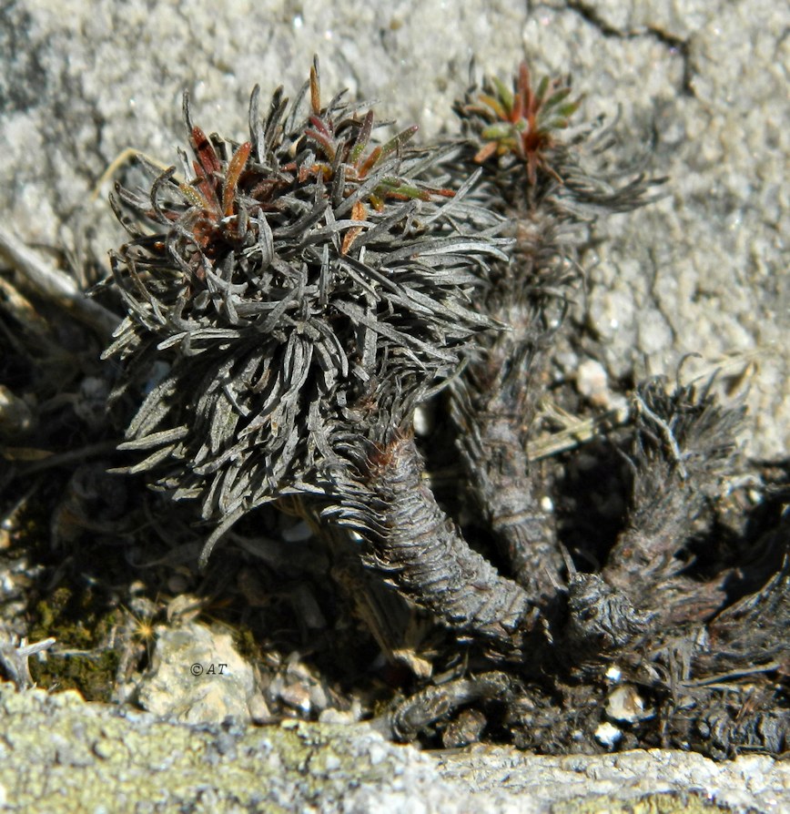 Image of Armeria pubigera specimen.
