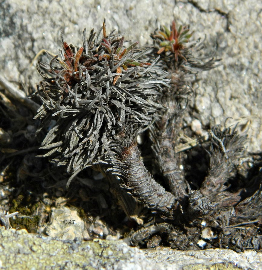 Изображение особи Armeria pubigera.