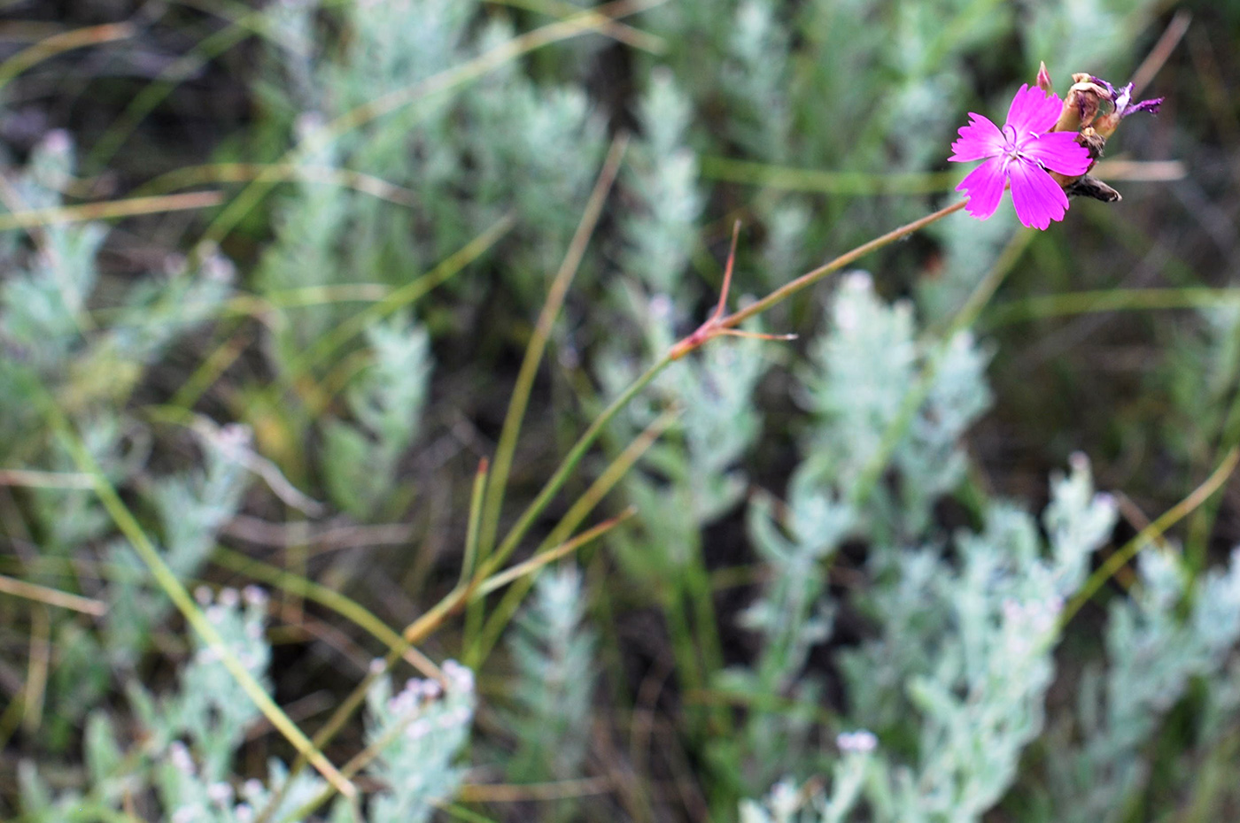 Изображение особи Dianthus borbasii.