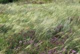 Stipa capillata