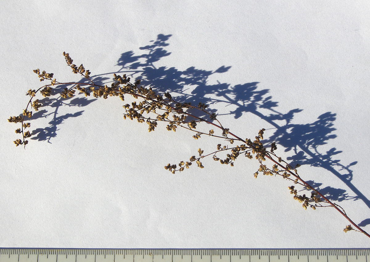 Image of Artemisia scoparia specimen.