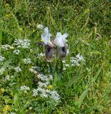 Iris bismarckiana