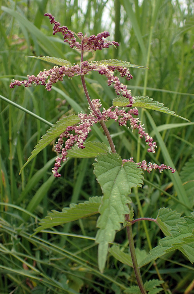 Изображение особи Urtica dioica.