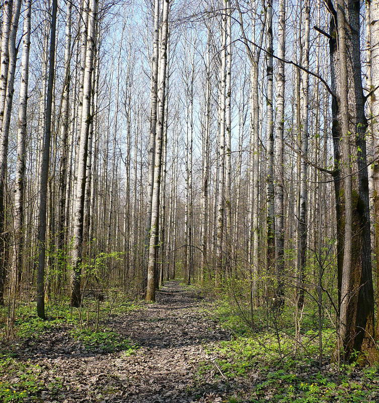 Image of Populus tremula specimen.