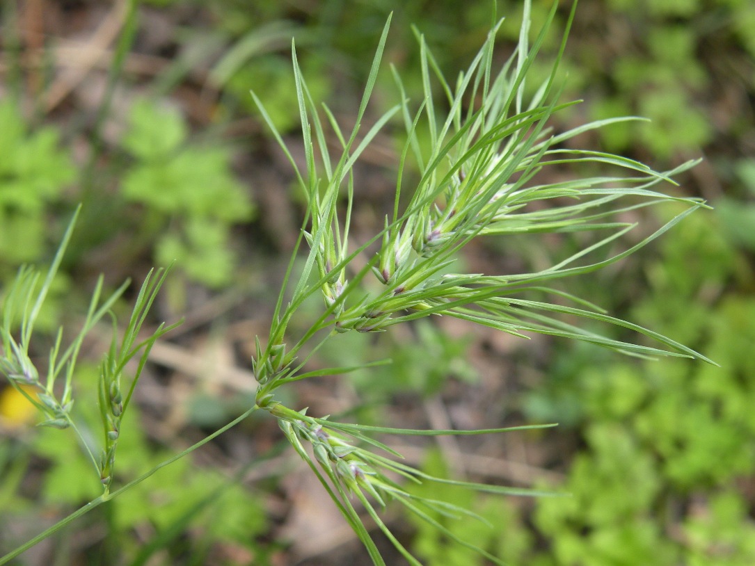 Изображение особи Poa bulbosa ssp. vivipara.