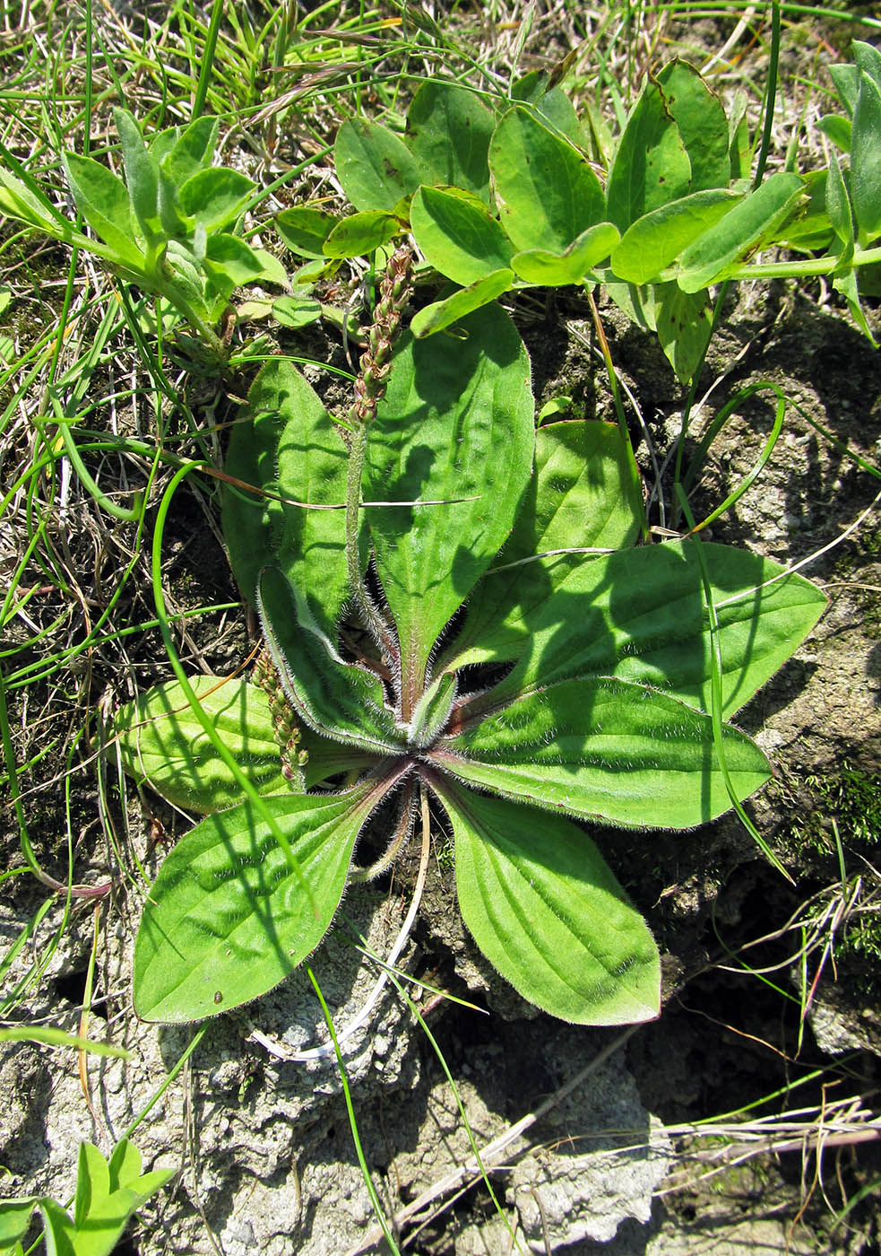 Image of Plantago camtschatica specimen.