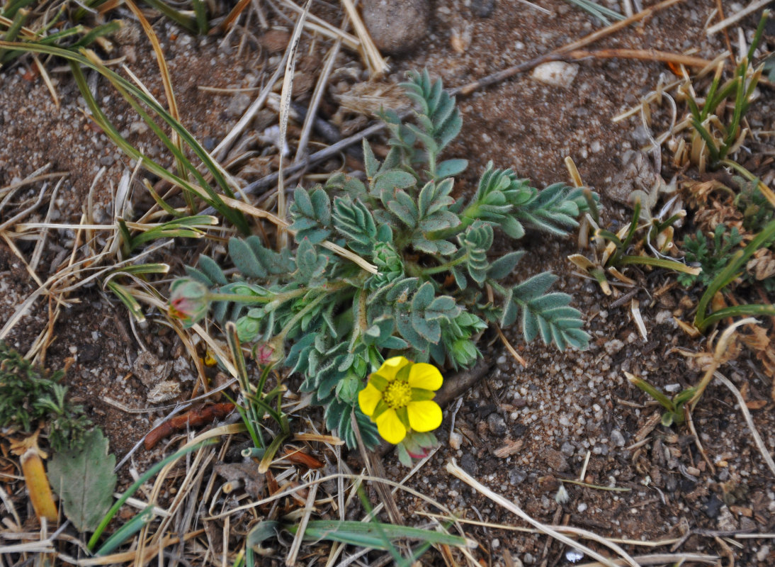 Image of Potentilla bifurca specimen.