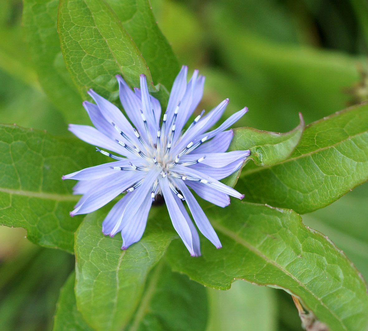 Изображение особи Lactuca sibirica.