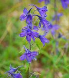 Delphinium chamissonis