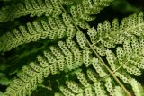 Dryopteris dilatata