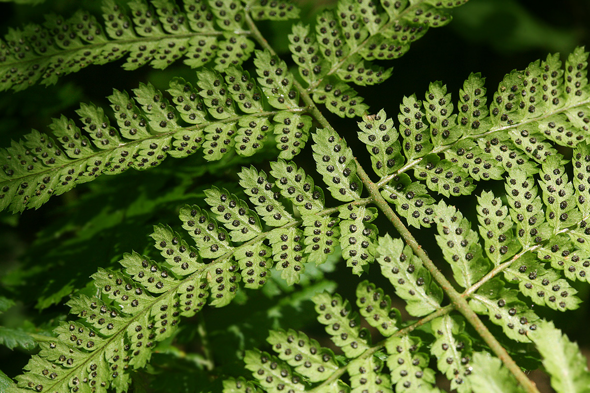 Image of Dryopteris dilatata specimen.