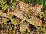 Aloe branddraaiensis