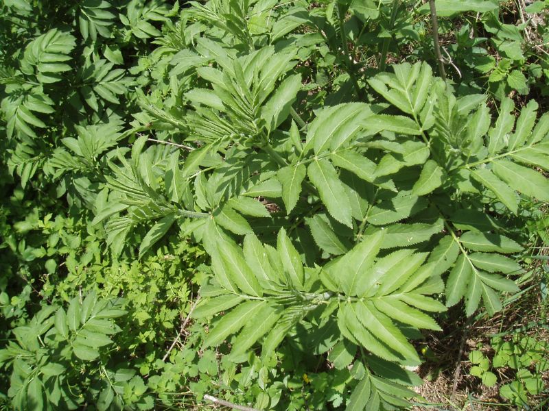 Изображение особи Sambucus ebulus.