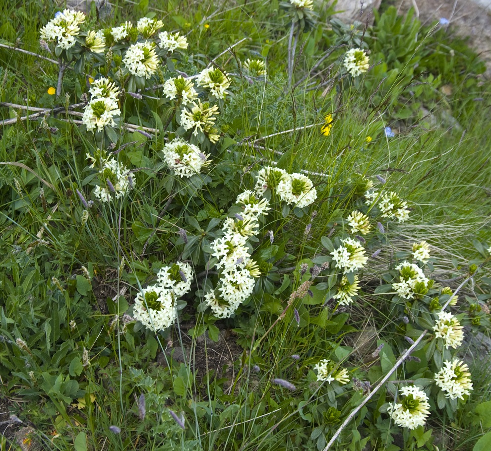 Image of Daphne glomerata specimen.