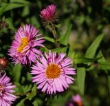 Symphyotrichum novae-angliae