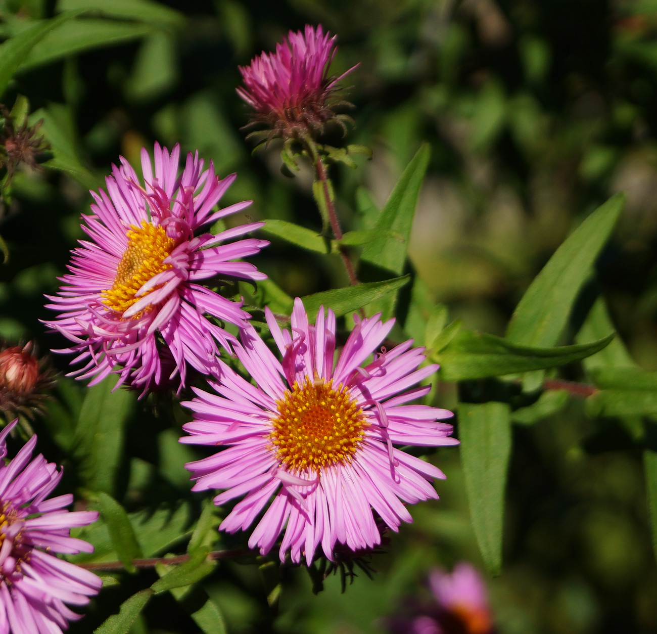 Изображение особи Symphyotrichum novae-angliae.