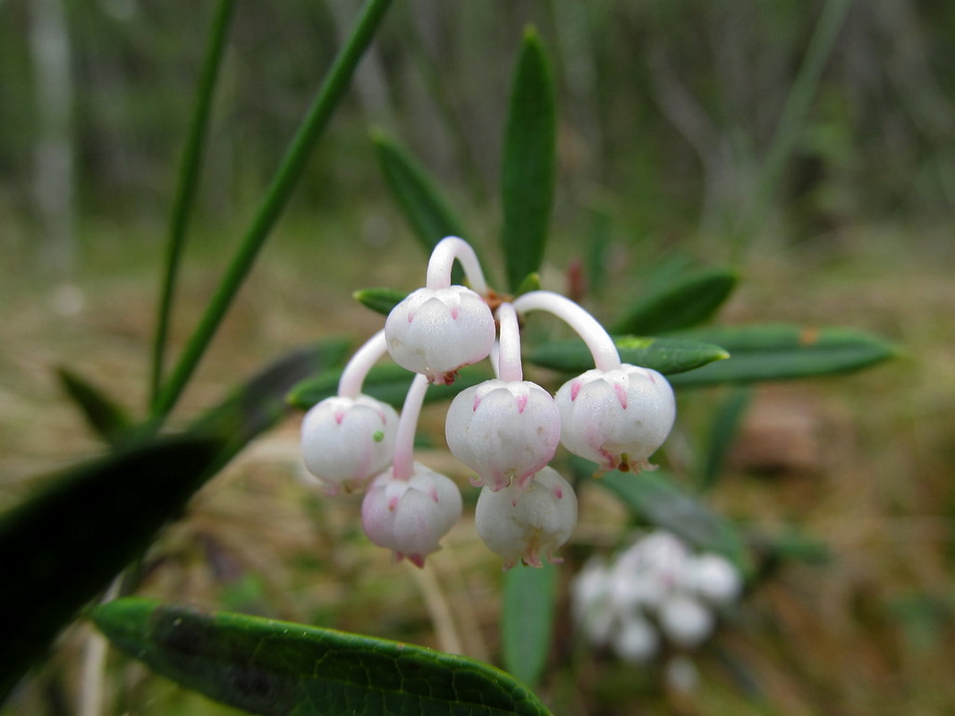 Изображение особи Andromeda polifolia.