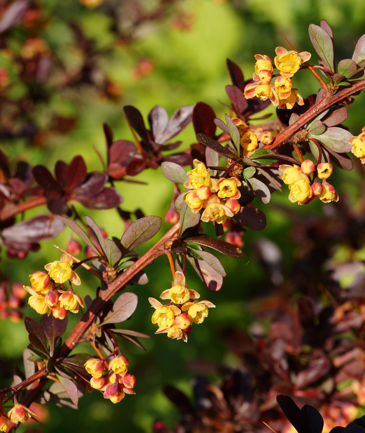 Изображение особи Berberis thunbergii.