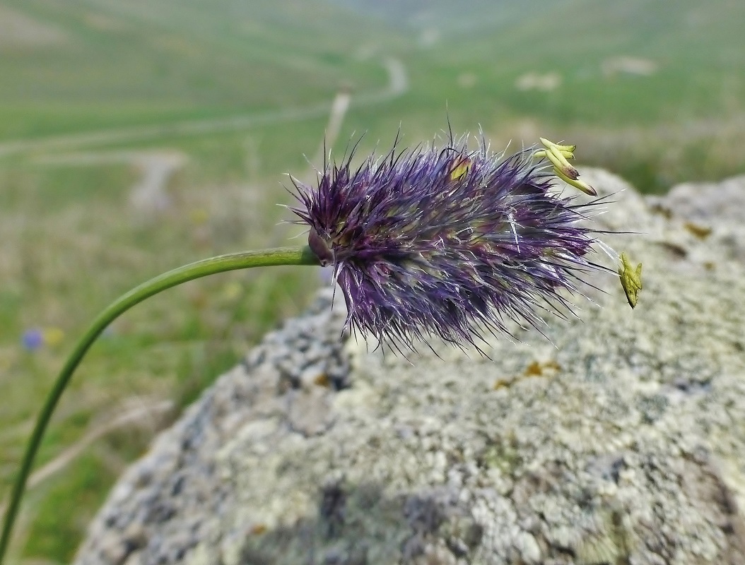 Image of Alopecurus aucheri specimen.