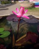 Nymphaea rubra