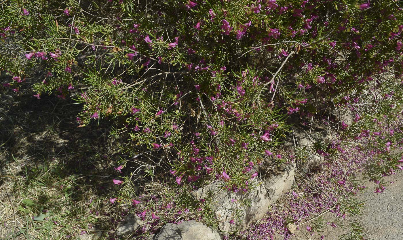 Изображение особи Eremophila alternifolia.