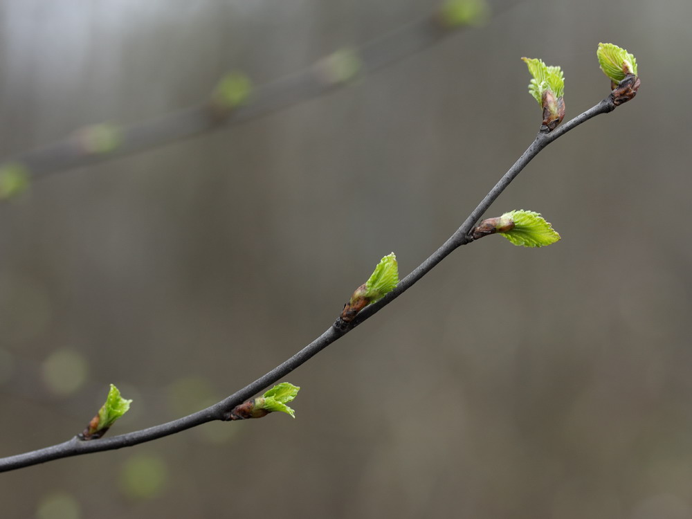 Изображение особи Betula pendula.