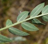 Image of taxon representative. Author is Тамара Риб