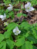 Isopyrum thalictroides