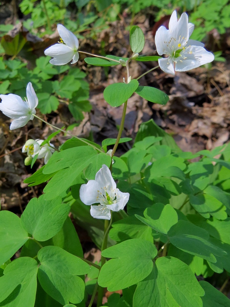 Изображение особи Isopyrum thalictroides.