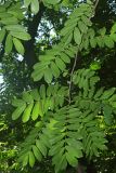 Pterocarya × rehderiana. Побег. Узбекистан, г. Ташкент, Ботанический сад им. Ф.Н. Русанова. 09.06.2018.