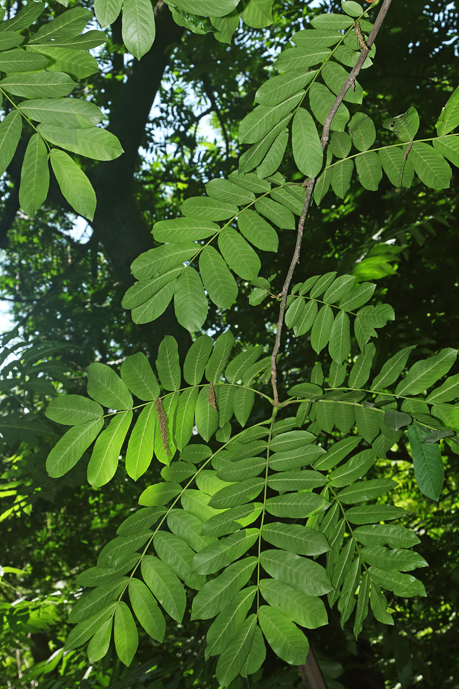 Изображение особи Pterocarya × rehderiana.