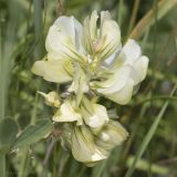 Hedysarum grandiflorum. Соцветие. Саратов, Лысая гора, склон горы, грунт каменисто-меловой. 16.06.2018.