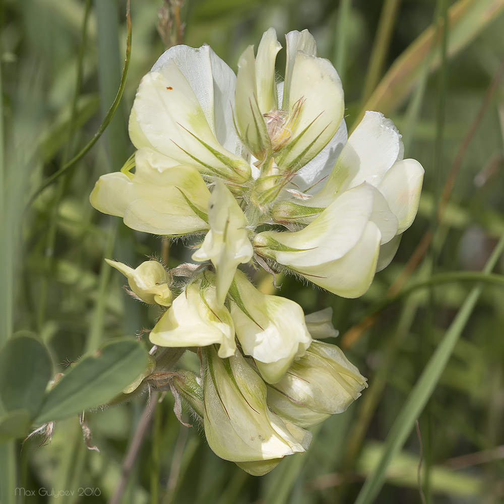 Изображение особи Hedysarum grandiflorum.