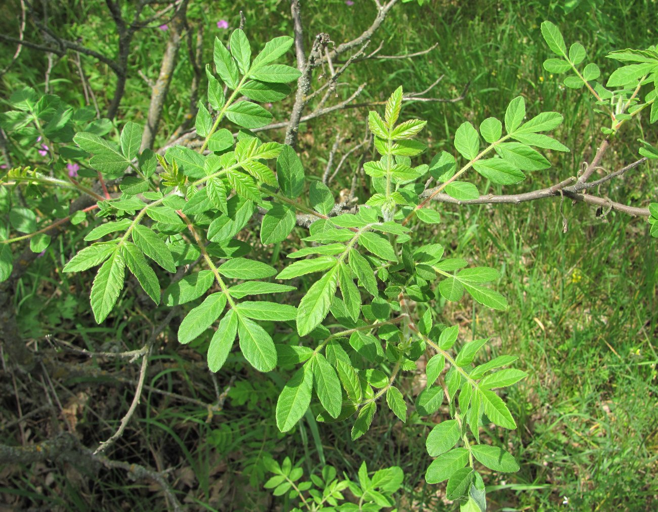 Image of Rhus coriaria specimen.