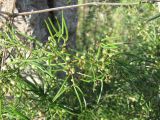 Asparagus verticillatus