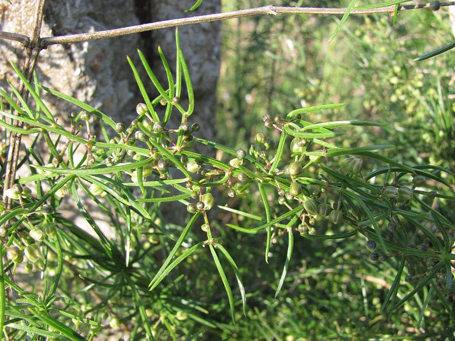 Изображение особи Asparagus verticillatus.