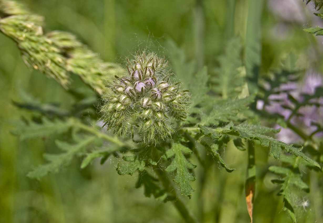Image of Phacelia tanacetifolia specimen.