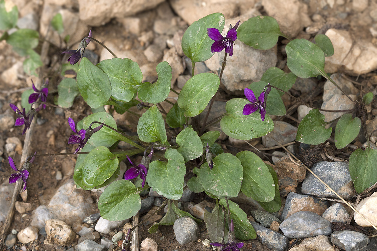 Image of Viola alaica specimen.