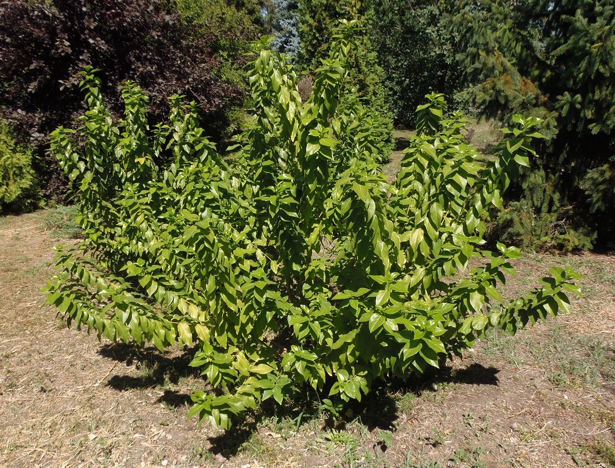 Изображение особи класс Magnoliopsida.