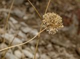 Allium cretaceum