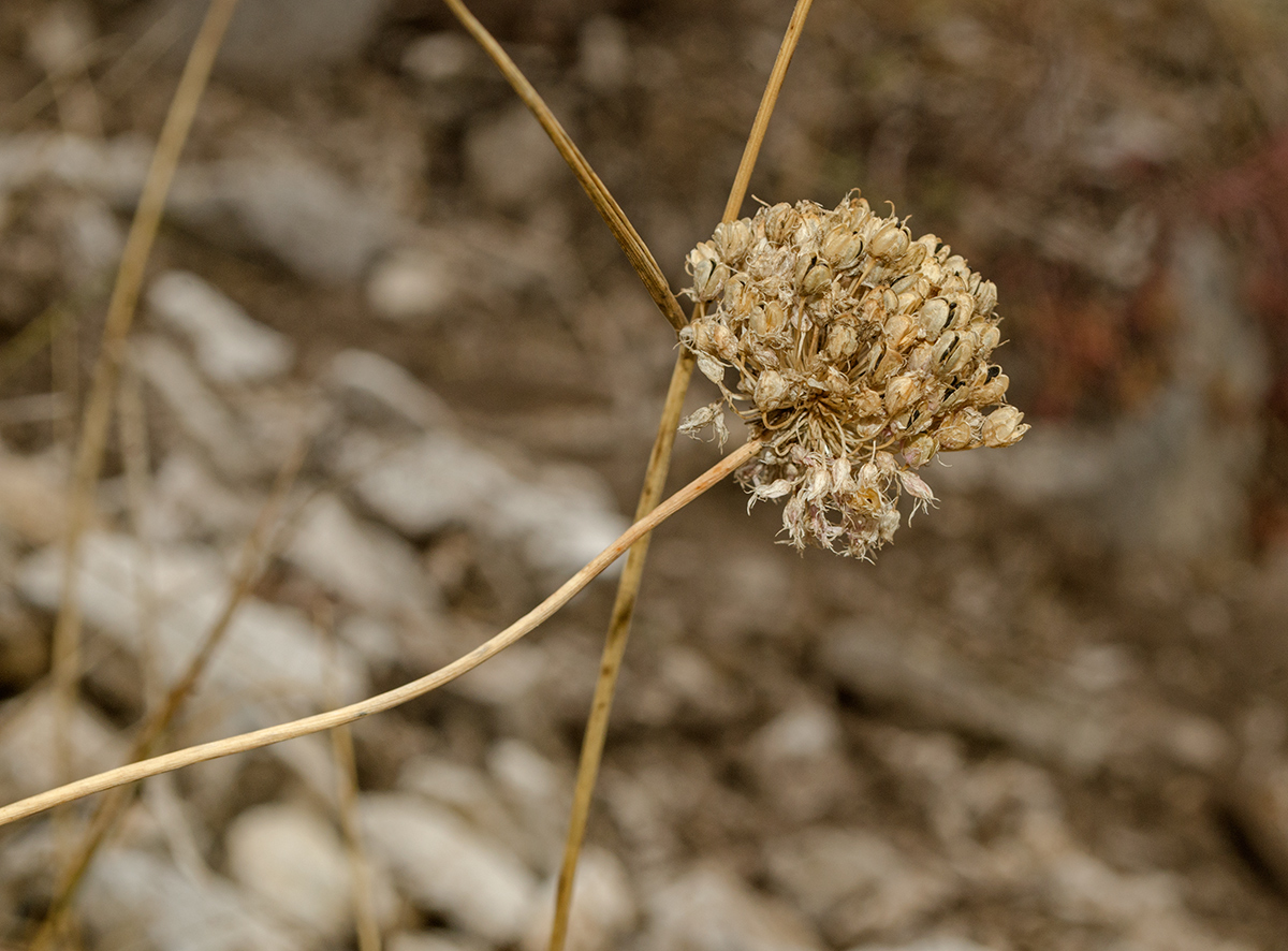 Image of Allium cretaceum specimen.