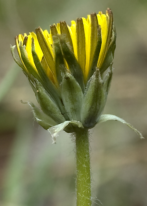 Image of Taraxacum krasnikovii specimen.