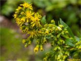 Solidago virgaurea. Верхушка растения с соцветиями. Украина, Ивано-Франковская обл., Болеховский горсовет, Поляницкий сельсовет, Поляницкий региональный ландшафтный парк, урочище Выдрына, буковый лес. 20.07.2018.