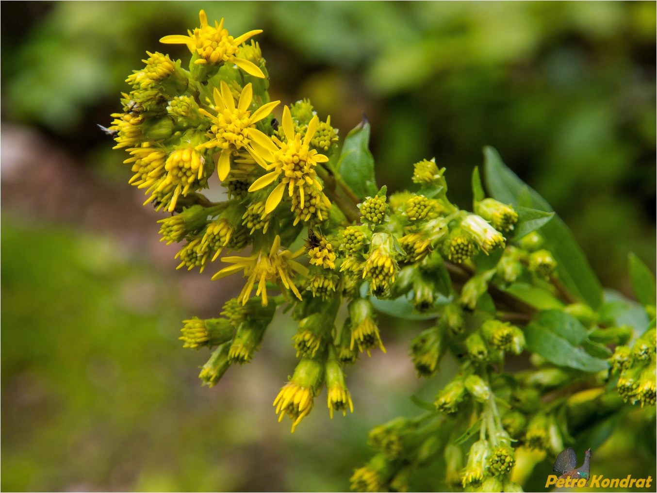 Изображение особи Solidago virgaurea.