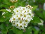 Crataegus dahurica. Соцветие. Магаданская обл., г. Магадан, мкр-н Снежная Долина, частное подворье. 29.06.2018.