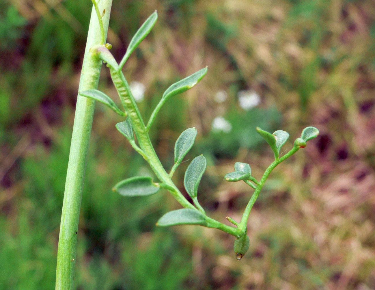 Изображение особи Cardamine pratensis.