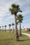 Washingtonia robusta. Группа молодых растений в культуре. Черноморское побережье Кавказа, окр. г. Сочи, Адлерский р-н, Природный орнитологический парк в Имеретинской низменности, кластер №7. 30.10.2018.