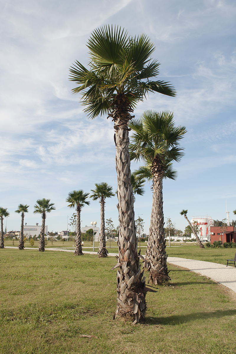 Image of Washingtonia robusta specimen.