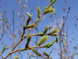 Salix udensis. Верхушка ветви с распускающимися мужскими соцветиями и листьями. Магаданская обл., г. Магадан, окр. мкр-на Солнечный, горнолыжный комплекс \"Снегорка\", ивняк вдоль ручья. 31.05.2017.