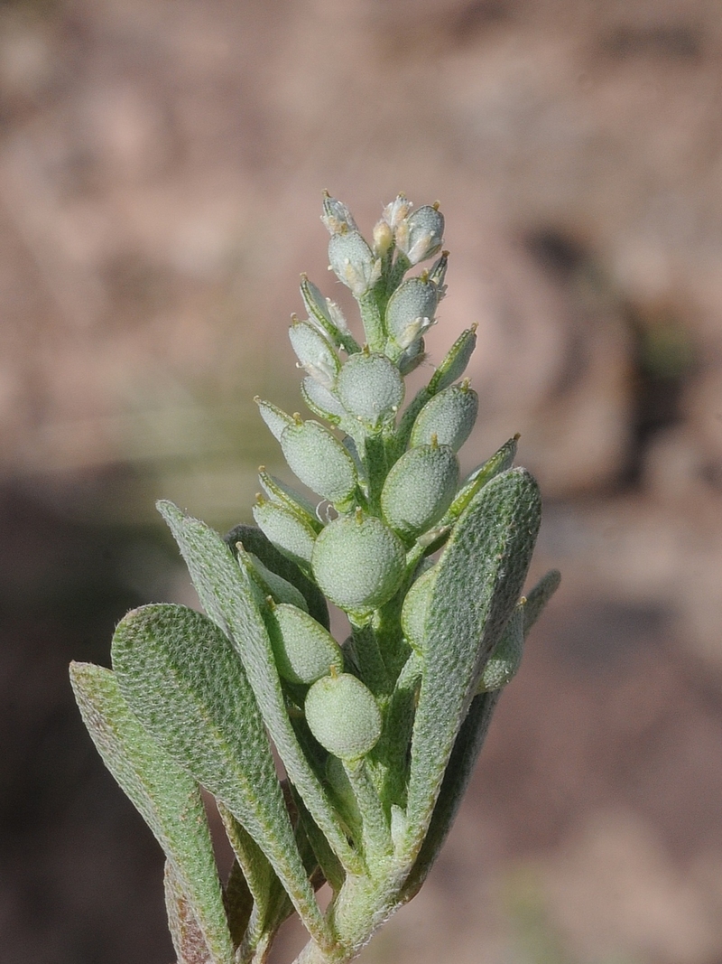 Image of Alyssum szovitsianum specimen.